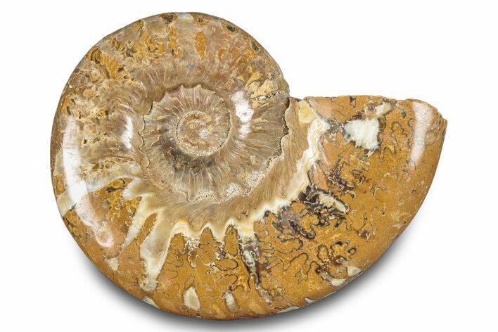 Jurassic Ammonite (Euaspidoceras) Fossil - Madagascar #283372